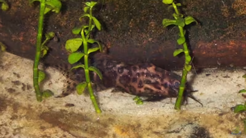 Aquarien mit Synodontis nigriventris