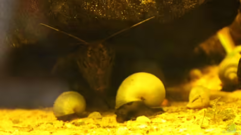 Aquarien mit Synodontis nigriventris