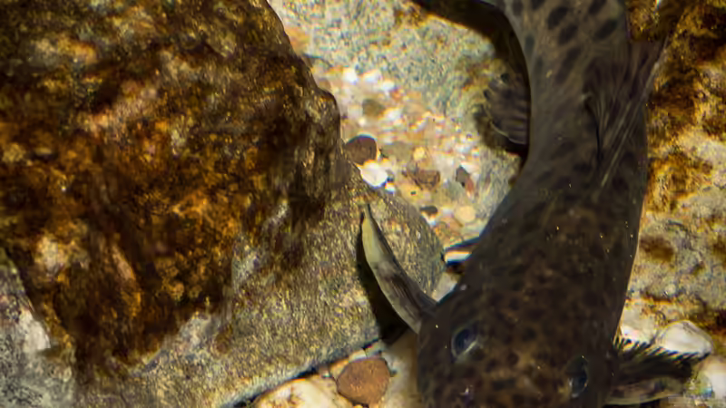 Synodontis njassae ... so schwer zu fotografieren, aber bei der Fütterung kommen sie immer raus :-) von AjakAndi (107)