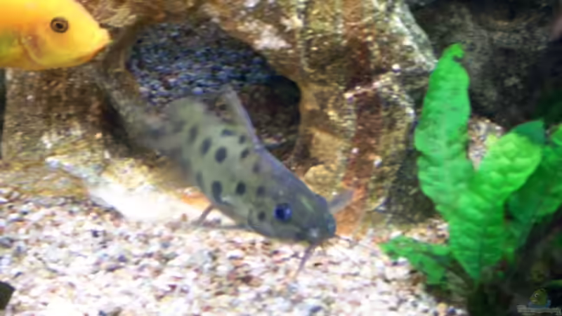 Synodontis Njassae    von Andreas Hesse (14)