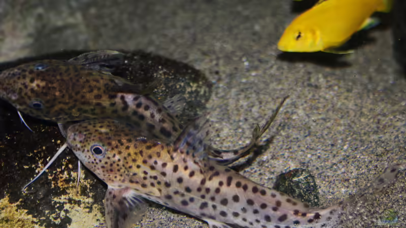 Synodontis Njassae , die Weibchen sind immer nen ticken größer von Florian Bandhauer (94)