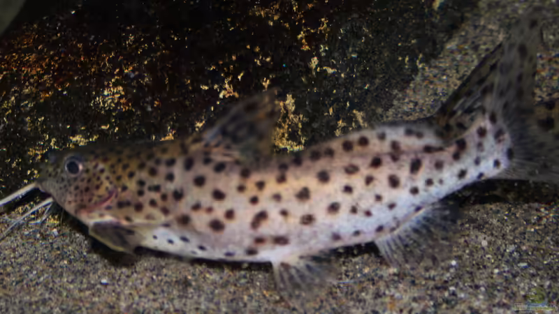 Synodontis Njassae, hier das kleinere Männchen von Florian Bandhauer (95)