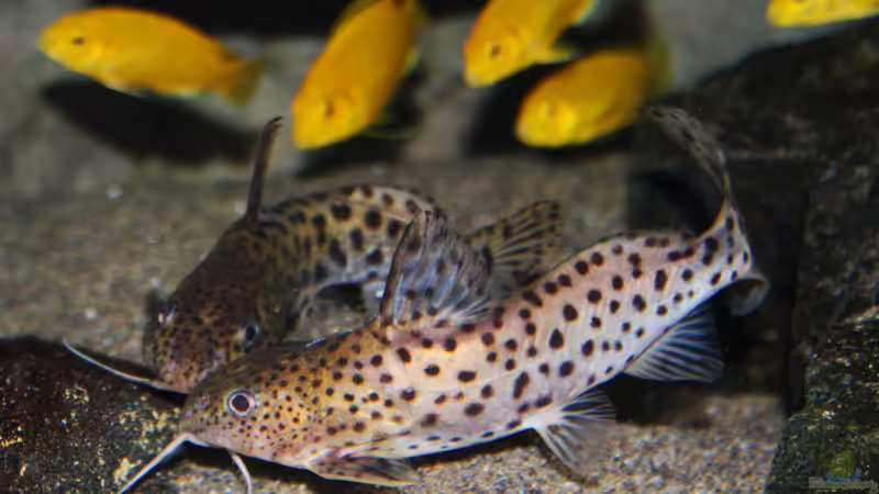Synodontis Njassae  von Florian Bandhauer (93)