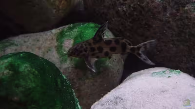 Synodontis njassae  von Jochen Horn (9)