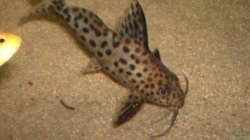 Synodontis njassae (Njassa Fiederbartwelse) Eine Gruppe von 8 Tieren von Heiko Schrandt (33)