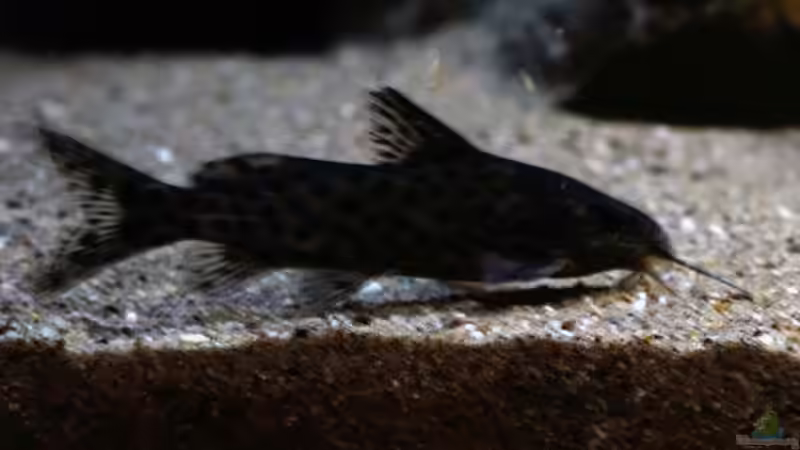 Synodontis Njassae von freezer2510 (44)