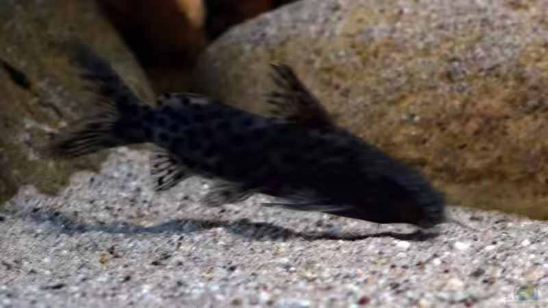Synodontis Njassae von freezer2510 (45)