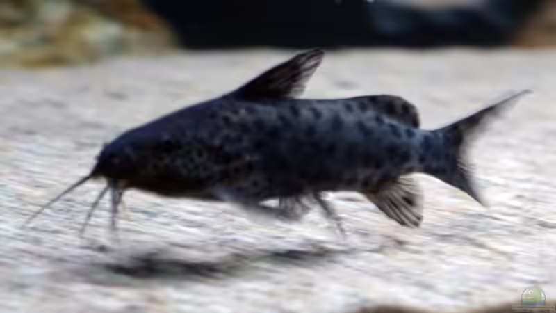 Synodontis Njassae von freezer2510 (46)