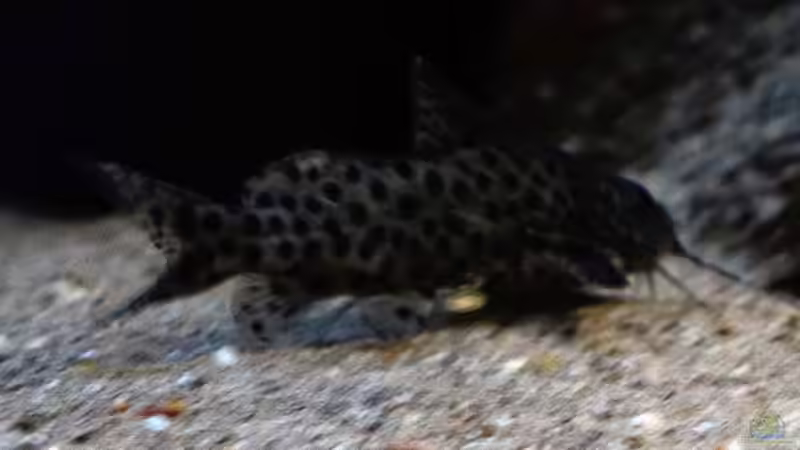 Synodontis Njassae von freezer2510 (47)