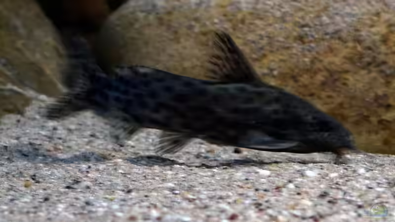 Synodontis Njassae von freezer2510 (49)