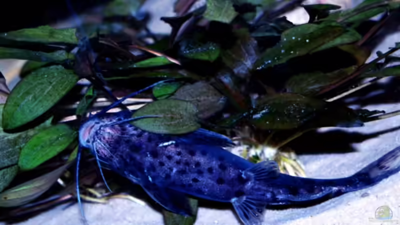 Synodontis njassae von Jochen Engelmann (13)