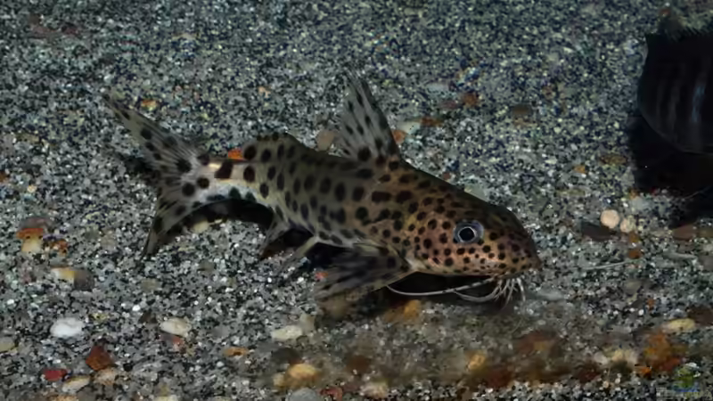 Synodontis njassae von marxbre (68)