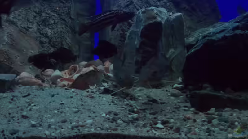 Synodontis njassae von Pierre (20)