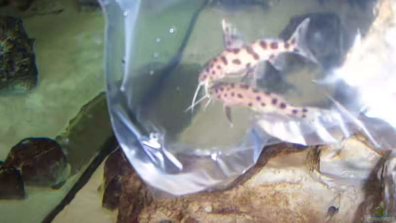 Synodontis njassae von Stephan Ascher (37)