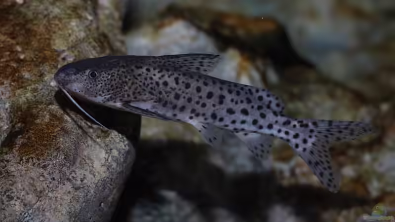 Synodontis njassae von StevenS (35)