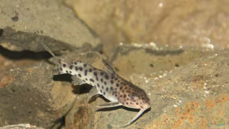 Synodontis Njassae von Sunny73 (40)