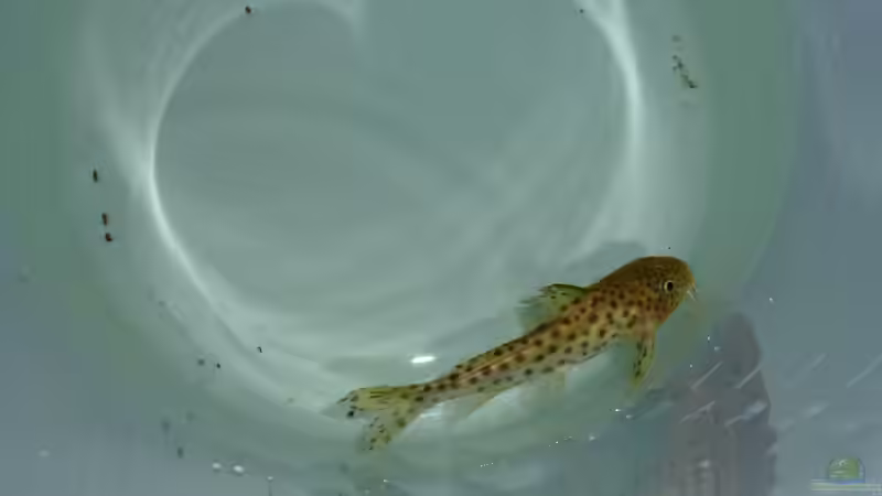 Synodontis njassae von Tobias.Neher (49)