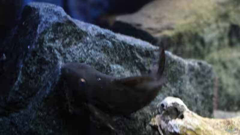 Synodontis Njassae Weibchen! von Florian Bandhauer (65)