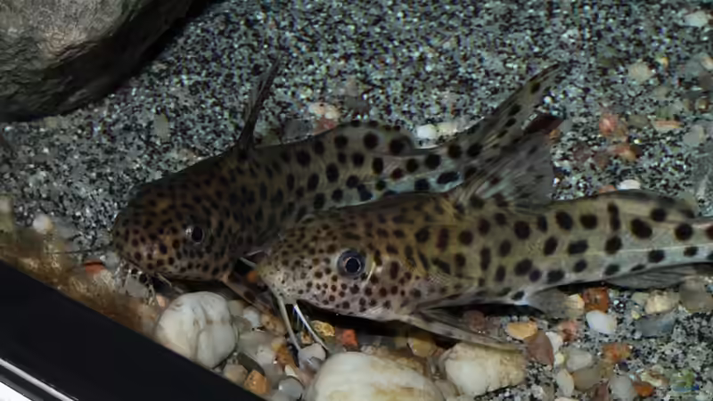 Synodontis njassae im Aquarium halten (Einrichtungsbeispiele für Njassa-Fiederbartwels)