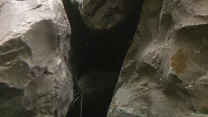 Synodontis njassae im Aquarium halten (Einrichtungsbeispiele für Njassa-Fiederbartwels)