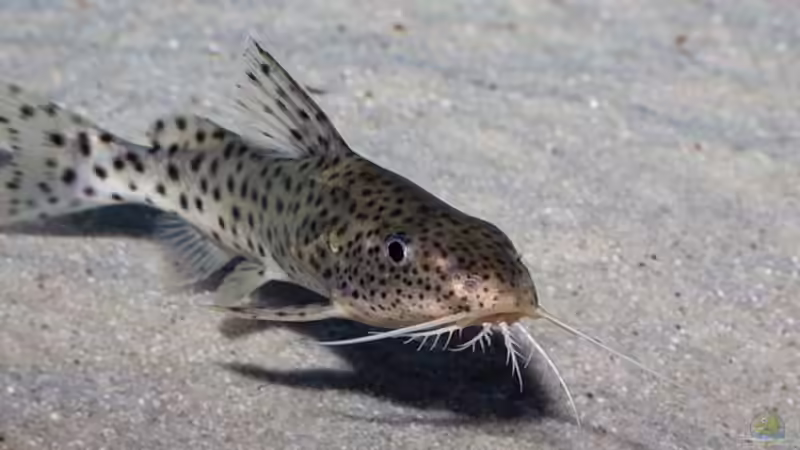 Synodontis njassae im Aquarium halten (Einrichtungsbeispiele für Njassa-Fiederbartwels)