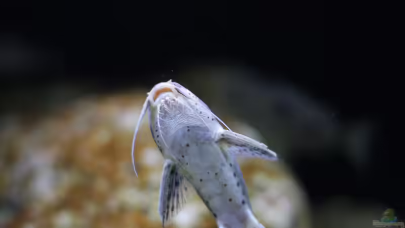 Synodontis njassae im Aquarium halten (Einrichtungsbeispiele für Njassa-Fiederbartwels)