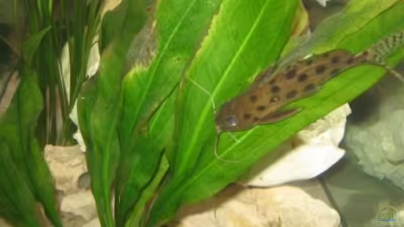 Synodontis njassae im Aquarium halten (Einrichtungsbeispiele für Njassa-Fiederbartwels)