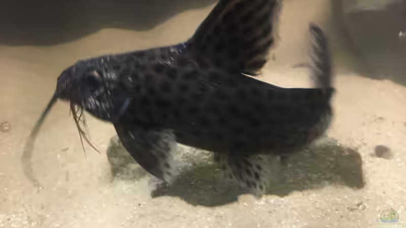 Synodontis nyassae von Malawi Appel (12)