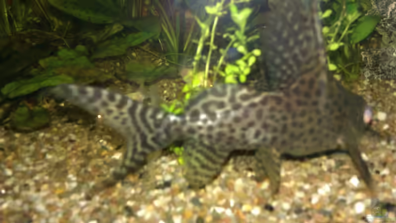Synodontis paradalis // Fiederbartwels von Biffty (25)