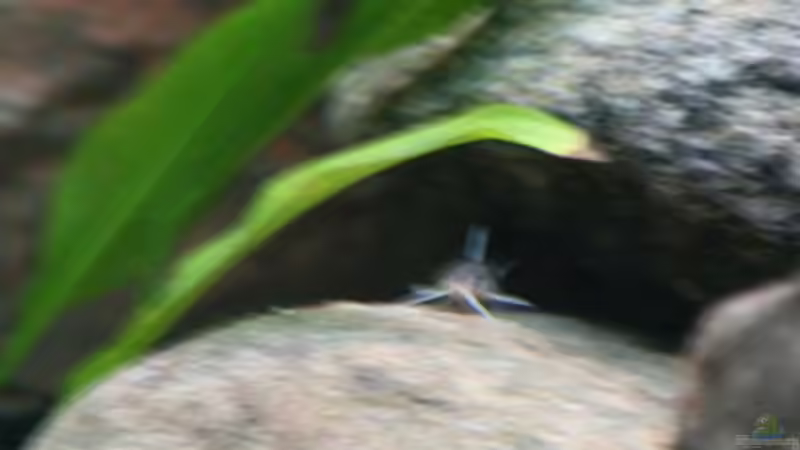 Synodontis Petricola - schwer vor die Linse zu bekommen von Mandy Henschel (14)