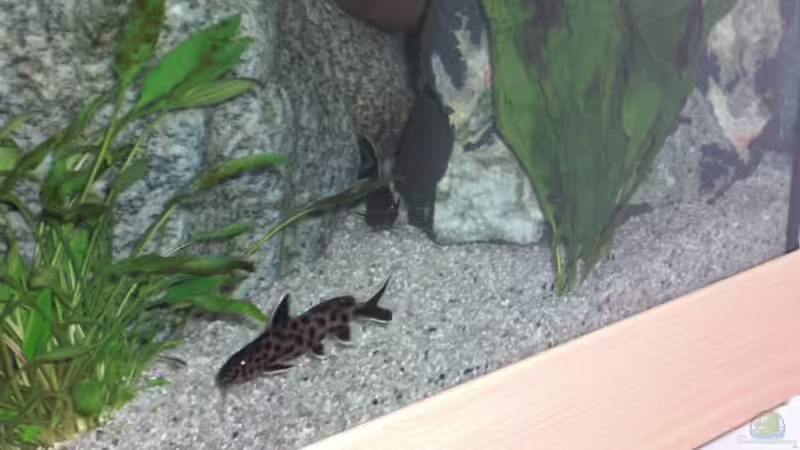 Synodontis petricola  von Malawi TOM (50)