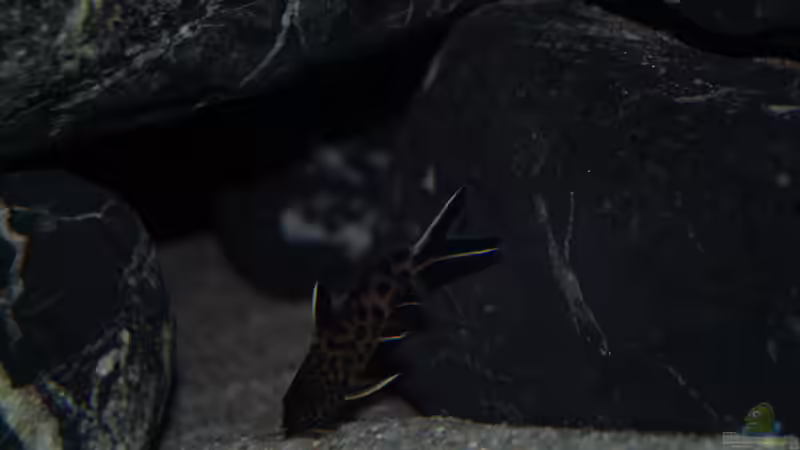 Synodontis petricola  von Moda (19)