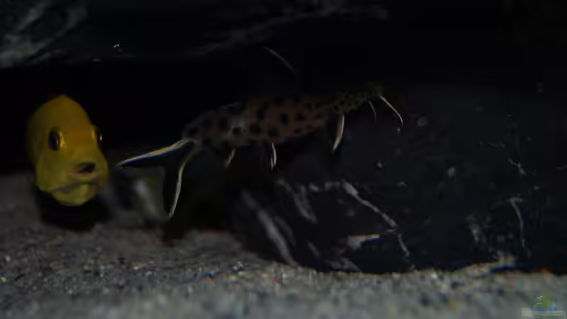 Synodontis petricola  von Moda (21)