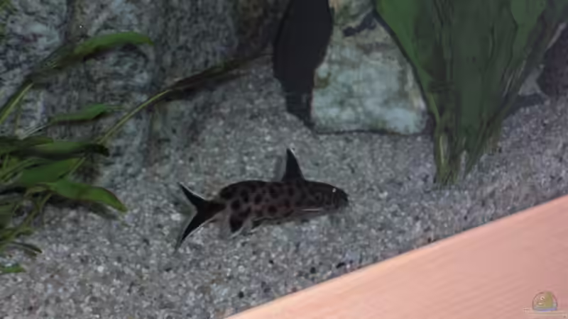Aquarien mit Synodontis-Arten (Fiederbartwelse)