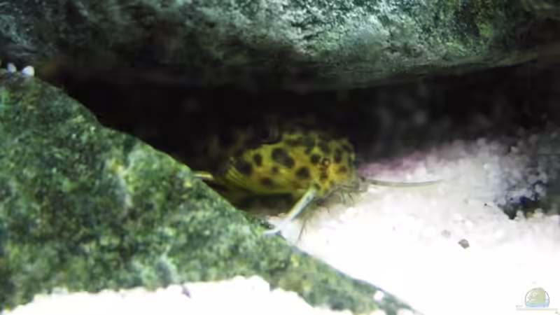 Synodontis Petricola Draw von Paul Hellberg (6)