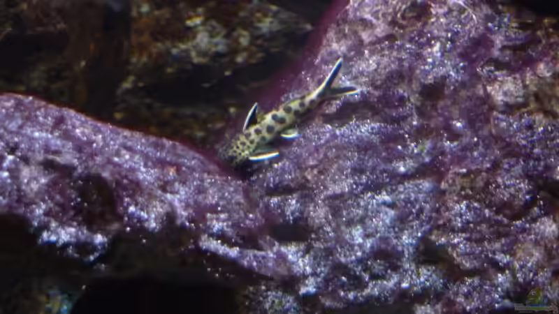 Synodontis Petricola dwarf 23.02.2014 von DER YBBSTALER (51)