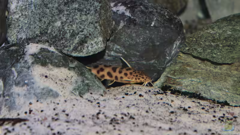 Synodontis Petricola dwarf (lucipinnis) von Marco O. (89)