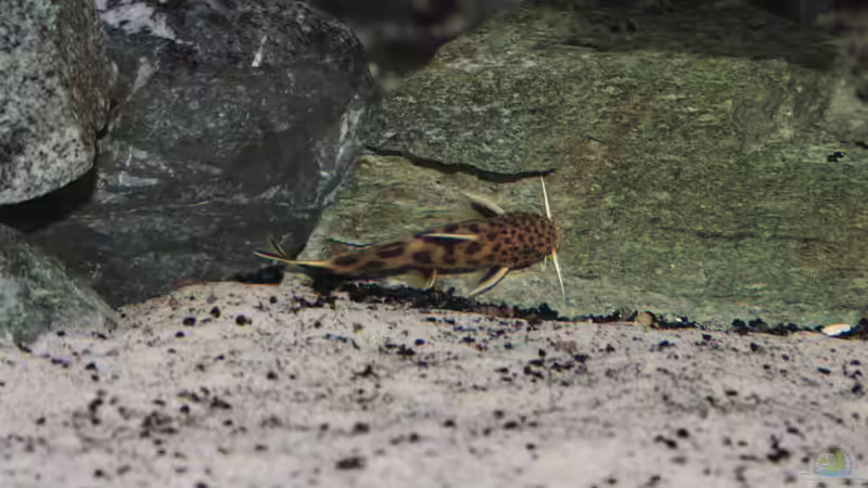 Synodontis Petricola dwarf (lucipinnis) von Marco O. (90)