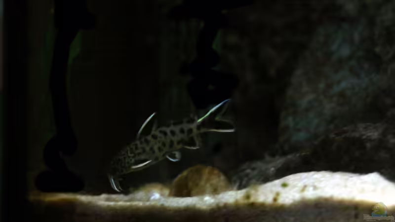 Synodontis petricola ´dwarf´ von Philosoph (72)