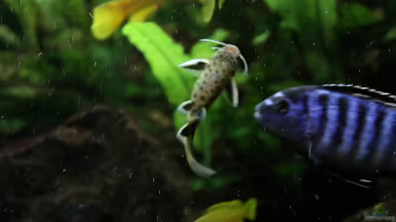 Synodontis petricola ´dwarf´ von Philosoph (73)