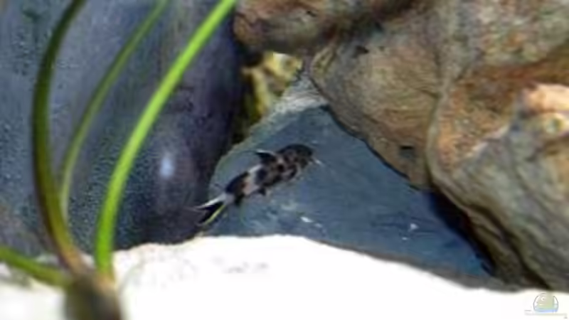 Synodontis Petricola Dwarf von tobschen (5)