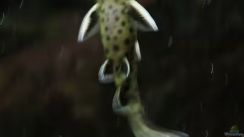 Aquarien mit Synodontis petricola