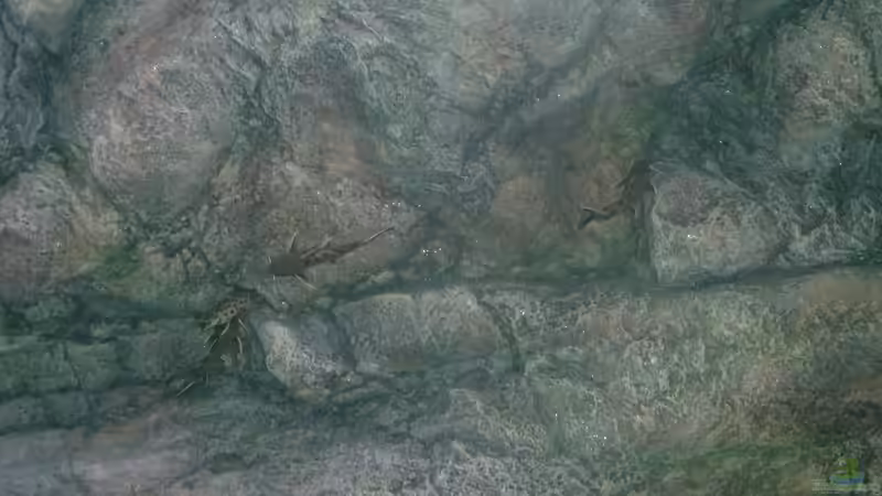 Synodontis petricola lucipinnis, Juli 2014 von DER YBBSTALER (75)