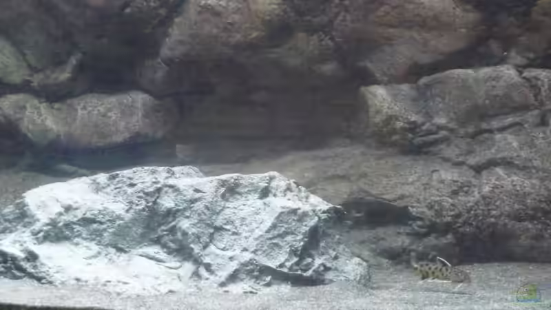 Aquarien mit Synodontis petricola