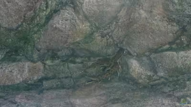 Aquarien mit Synodontis petricola