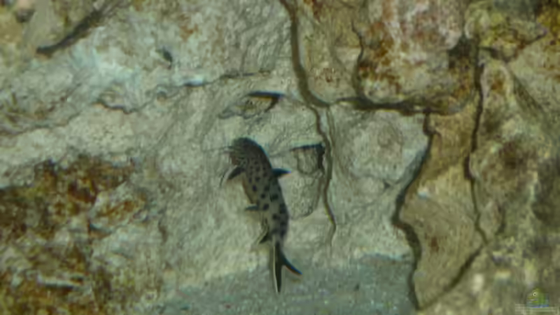 Aquarien mit Synodontis petricola