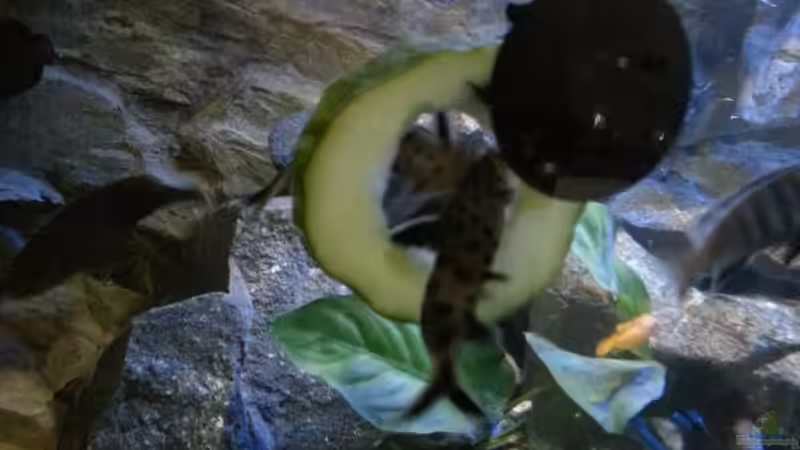 Synodontis petricola (lucipinnis) WFNZ lieben auch Gurke von Sebastian O. (68)