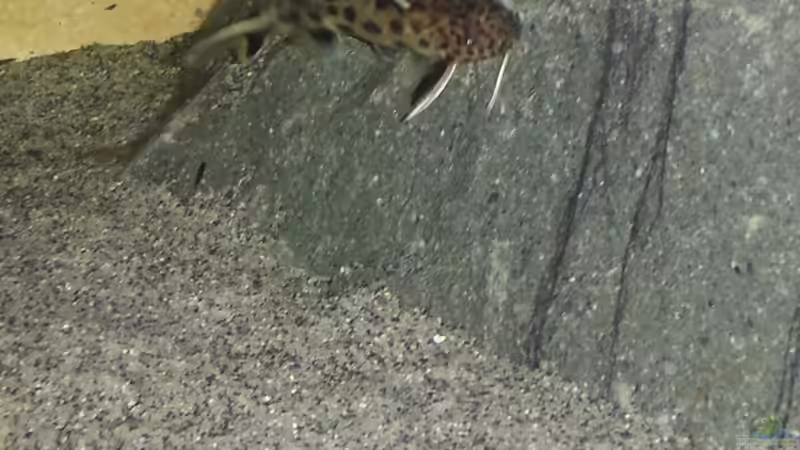 Synodontis petricola (lucipinnis) WFNZ von Sebastian O. (66)