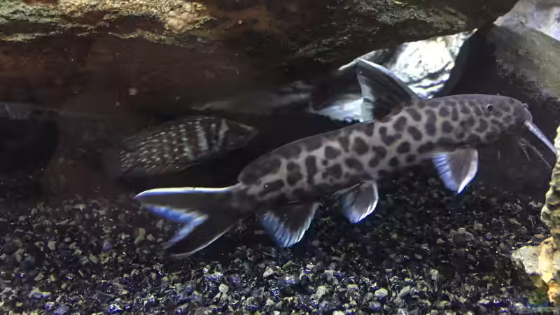 Synodontis petricola Männchen von Aqua-Jonas (5)