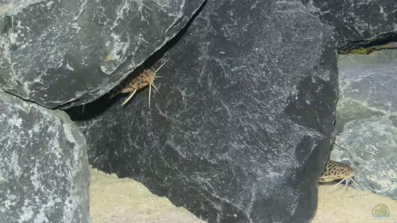 Synodontis Petricola Schnauzen ;p von BastiB (72)